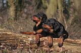 ROTTWEILER 491